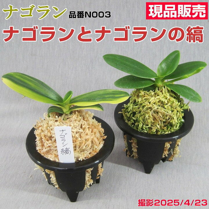 楽天市場】ナゴラン 縞と無地葉 2個セット n003一点物 現品販売古典 