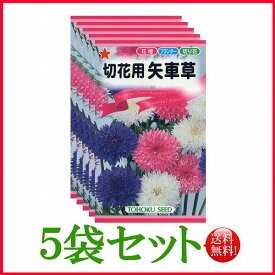 【5袋割引セット♪】【全国送料無料】 切花用　矢車草/ トーホク 野菜 ハーブ 草花 園芸 栽培 肥料 家庭菜園 種まき 種子 たね タネ ガーデニング ポット じょうろ 松永 フタバ サカタのタネ タキイ 土壌改良★在庫がある商品のみ12時（土日祝を除く）までのご注文で当日出荷