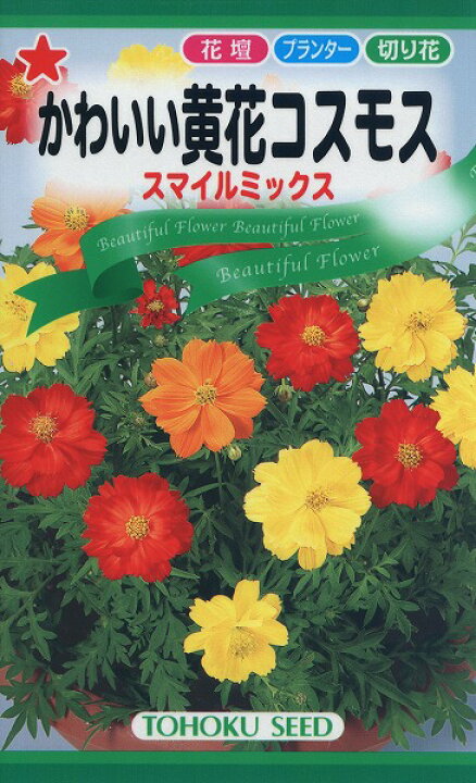 黄花コスモス トーホク 栽培 松永種苗 タネ 草花 野菜 植物 肥料 園芸 ガーデニング 家庭菜園 ハーブ 種子 苗 たね 種まき 球根