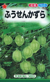 【全国送料無料】 ふうせんかずら/ トーホク 野菜 ハーブ 草花 園芸 栽培 肥料 家庭菜園 球根 苗 種まき 種子 たね タネ 植物 ガーデニング ポット じょうろ 松永種苗 フタバ種苗 サカタのタネ タキイ種苗 ★在庫がある商品のみ12時（土日祝を除く）までのご注文で当日出荷