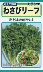 【全国送料無料】わさびリーフ / トーホク 野菜 ハーブ 草花 園芸 栽培 肥料 家庭菜園 球根 苗 種まき 種子 たね タネ 植物 ガーデニング 培養土 ポット じょうろ 松永 フタバ種苗 サカタのタネ タキイ種苗 ★在庫がある商品のみ12時（土日祝を除く）までのご注文で当日出荷
