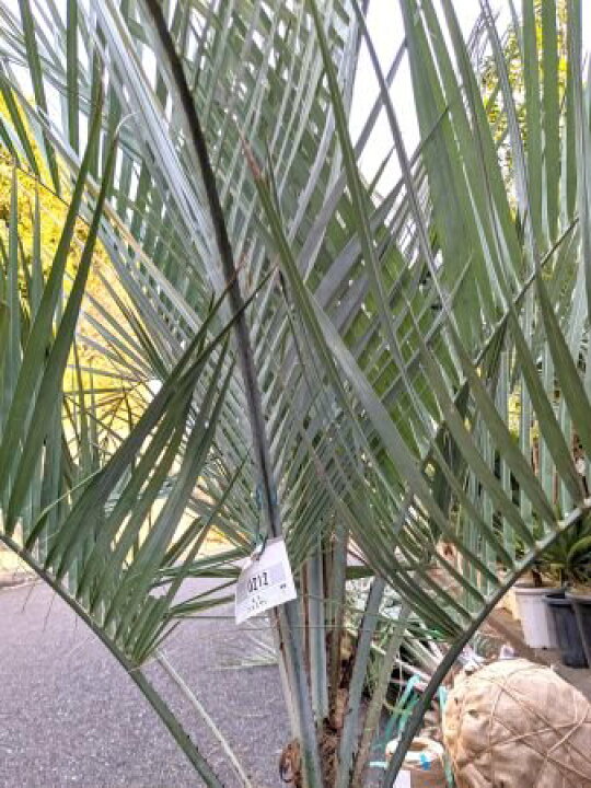楽天市場】現品！≪庭用 ココスヤシ・シルバーリーフ！≫コントロール 