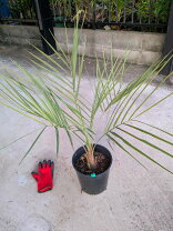 楽天市場】植物 シルバーリーフ（種類（植物）ヤシ）の通販