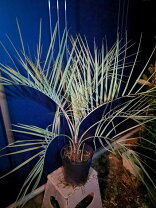楽天市場】植物 シルバーリーフ（種類（植物）ヤシ）の通販