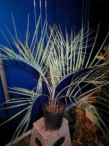 11/4Be iIp RRXVEVo[[tI⁝ϊV̖؁