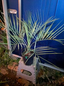 11/4Be iIp RRXVEVo[[tI⁝ϊV̖؁