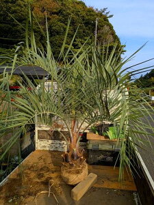 11/8Be iI RRXVEVo[[tI⁝pRϊV̖؁wOKI