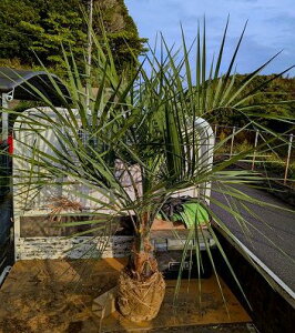 11/8Be iI RRXV⁝pRϊV̖؁wOKI