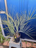 楽天市場】植物 シルバーリーフ（種類（植物）ヤシ）の通販