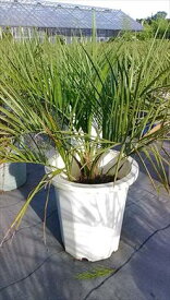 お任せ株♪≪ココスヤシ・80≫リゾート庭木♪品薄！