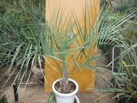 ≪ココスヤシ・100≫リゾート庭木♪品薄！お任せ株♪