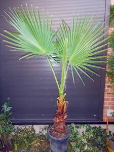 観葉植物 ワシントンヤシ 観葉植物の人気商品 通販 価格比較 価格 Com