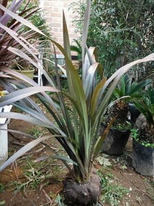 j[TCuYE60tn][g؁tH~E{Bl⑗