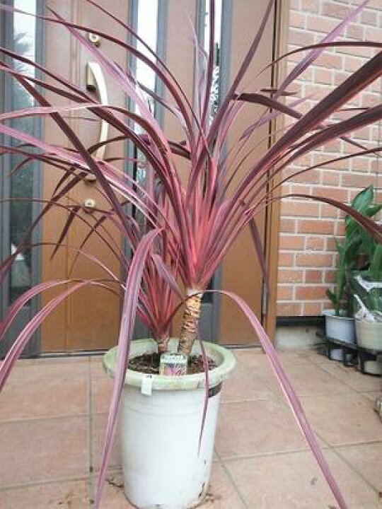 77 Off コルジリネ オーストラリス ピンク リゾート庭木 Www Direcauto Net