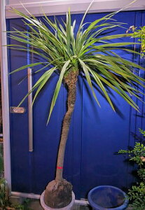 11/23Be iIhZijICVEȂ 򊔁IwOKI