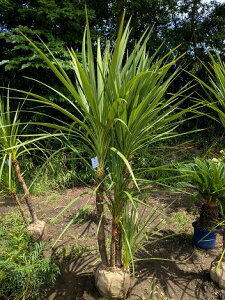 植木 ニオイシュロラン」の人気商品一覧・価格比較 - 価格.com