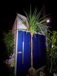 10/3撮影 現品!≪ドラセナ≫ニオイシュロラン・分岐株!★到着日時指定OK!