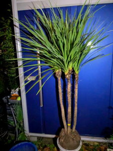 10/12撮影 現品!≪ドラセナ≫ニオイシュロラン・株立ち!★到着日時指定OK!