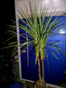 10/12撮影 現品!≪ドラセナ≫ニオイシュロラン・株立ち!★到着日時指定OK!