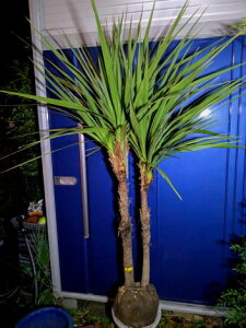 10/12撮影 現品!≪ドラセナ≫ニオイシュロラン・株立ち!★到着日時指定OK!