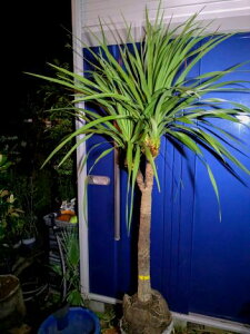 10/12撮影 現品!≪ドラセナ≫ニオイシュロラン・幹太 分岐株!★到着日時指定OK!