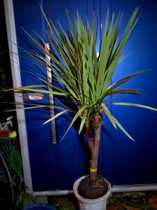 10/12撮影 現品!≪ドラセナ≫ニオイシュロラン・ 分岐株!★到着日時指定OK!