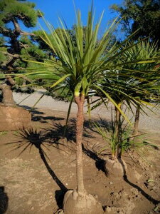 10/17撮影 現品!≪ドラセナ≫ニオイシュロラン・分岐株!★到着日時指定OK!