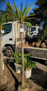 10/17撮影 現品!≪ドラセナ≫ニオイシュロラン・長身 短葉株!★到着日時指定OK!