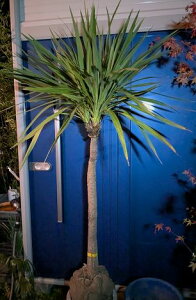 11/11Be iIhZijICVE򊔁IwOKI