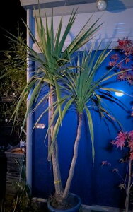 11/11Be iIhZijICVELp IwOKI