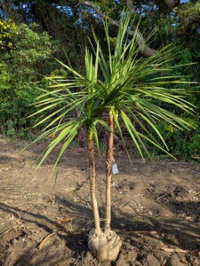 11/7Be iIhZijICVEIwOKI