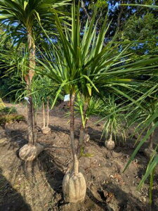 11/7Be iIhZijICVE򊔁IwOKI