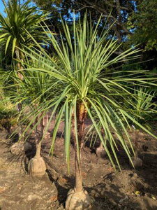 11/7Be iIhZijICVE򊔁IwOKI