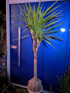 植木 ニオイシュロラン」の人気商品一覧 | 安い商品を通販サイトから 