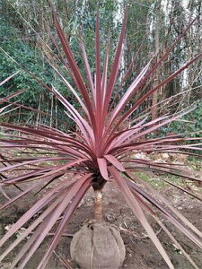 ◎コルジリネ・庭用コモ巻き苗!≪レッドスター・樹高80≫コルディリネ◎根巻き苗!お任せ株!