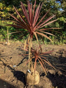 11/17Be iRWl bhX^[   IRfBlԃhZip RI