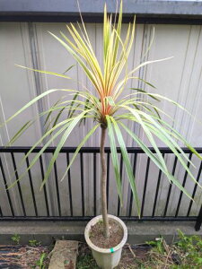 5/24撮影 現品!コルディリネ≪トーベイダズラー≫コルジリネ★白斑入りドラセナ●ニオイシュロラン同等耐寒性◎到着日時指定OK!