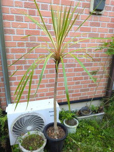 5/24撮影 現品!コルディリネ≪トーベイダズラー≫コルジリネ★白斑入りドラセナ●ニオイシュロラン同等耐寒性◎到着日時指定OK!