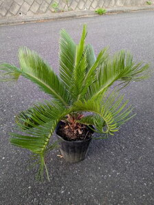 7/14Be iIhS\ecE8AĂ][g؁