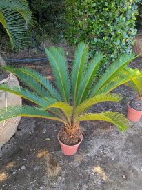 ◇◇◇10/17撮影 現品！蘇鉄◆ソテツ◆そてつ◆リゾート庭木◆ドライガーデンにも◎到着日時指定OK