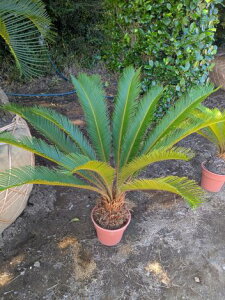 10/17Be iIhS\ecĂ][g؁hCK[fɂwOK