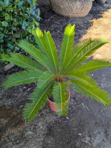 10/17Be iIhS\ecĂ][g؁hCK[fɂwOK