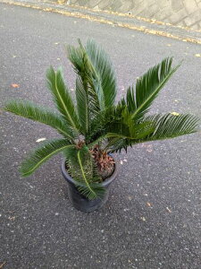 11/15Be iIÏIhS\ec E8AĂ][g؁