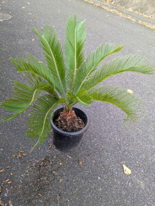 11/15Be iIhS\ecE9AĂ][g؁wOKI