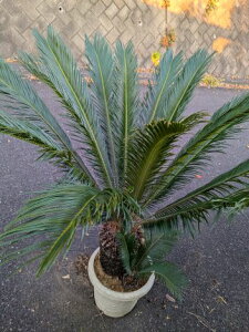 uzցI11/15Be iIhS\ecEE12AĂ][g؁tz