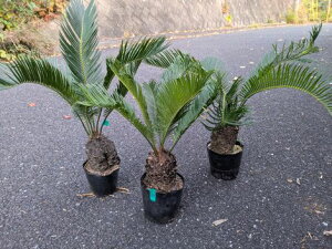 11/15Be iIhS\ecE3cZbgĂ][g؁wOKI