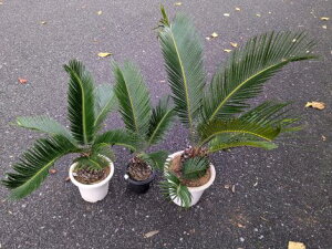 11/15Be iIhS\ecE3cZbgĂ][g؁wOKI