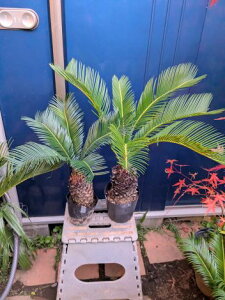 11/15Be iIhS\ecE2cZbgĂ][g؁wOKI