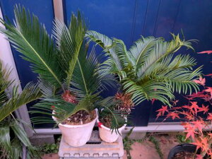 11/15Be iIhS\ecE2cZbgĂ][g؁wOKI