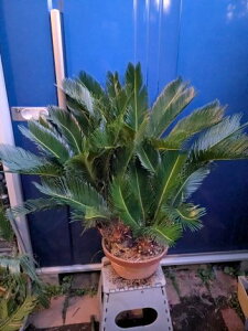 uzցI11/15Be iIhS\ecEE10AĂ][g؁tz